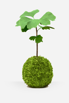 Ginkgo