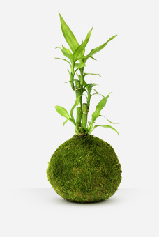 Bamboo