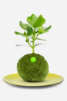 Set Greeny Set Greeny