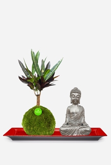 Set Bodhi
